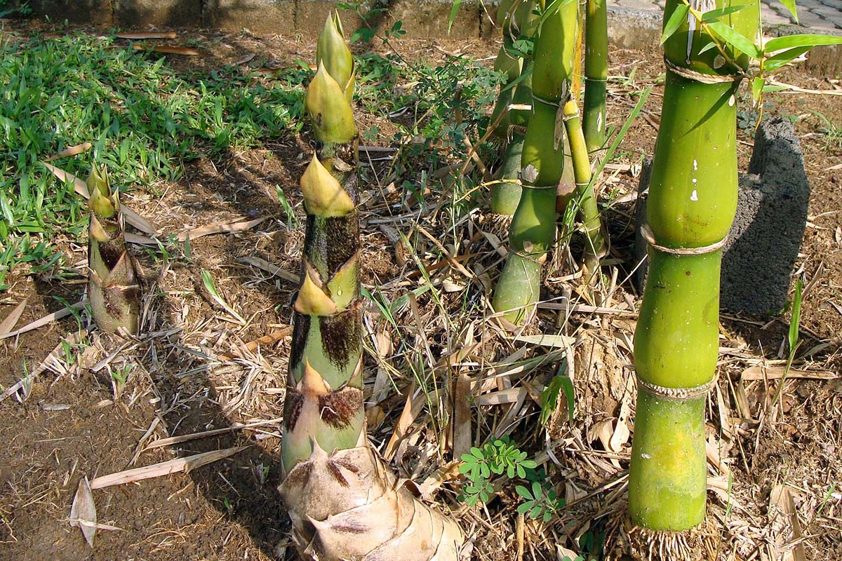 Bamboo shoots next to green buddha belly bamboo culms